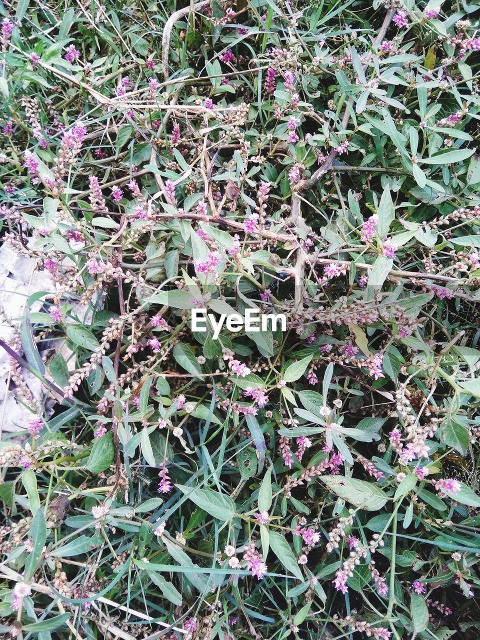 HIGH ANGLE VIEW OF PURPLE FLOWERING PLANTS