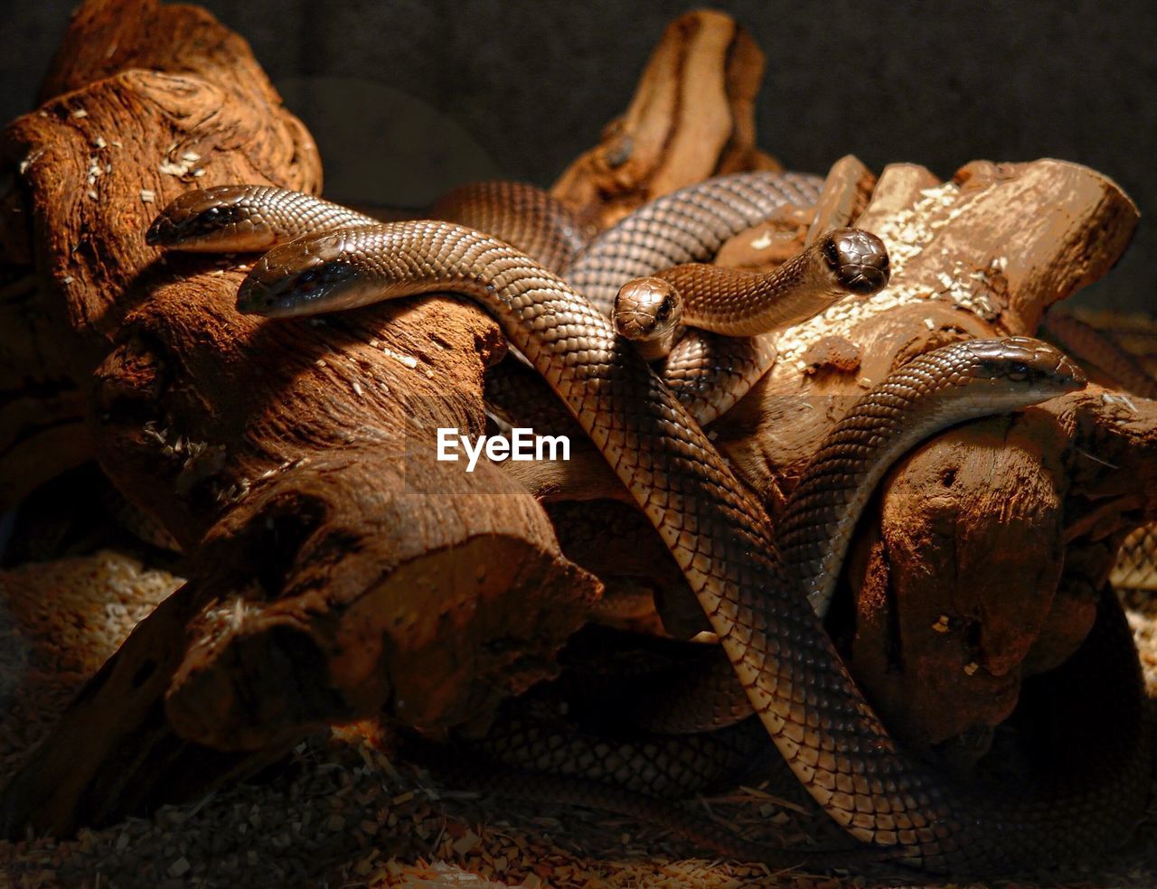 CLOSE-UP OF LIZARD