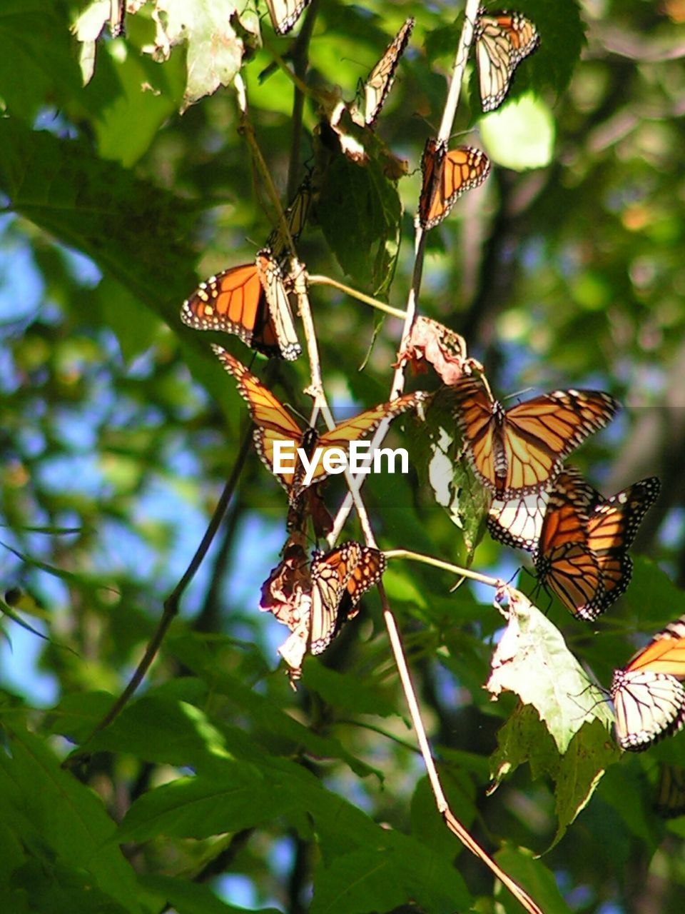 Close-up of butterflies on plant at field