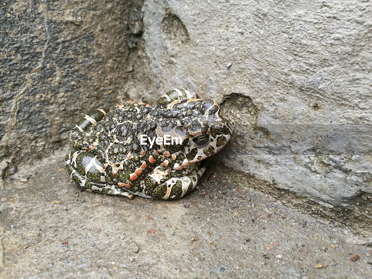 High angle view of frog on rock