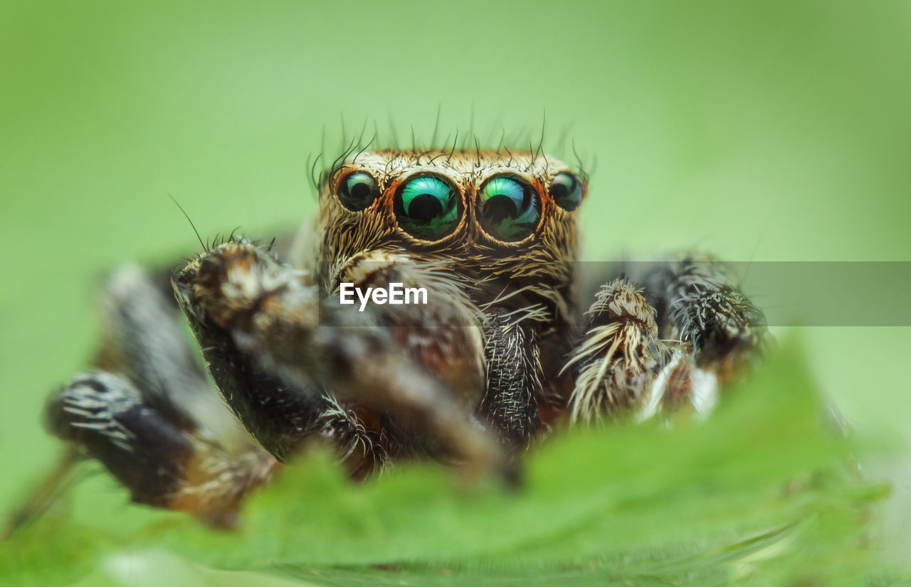 Macro shot of jumping spider on plant