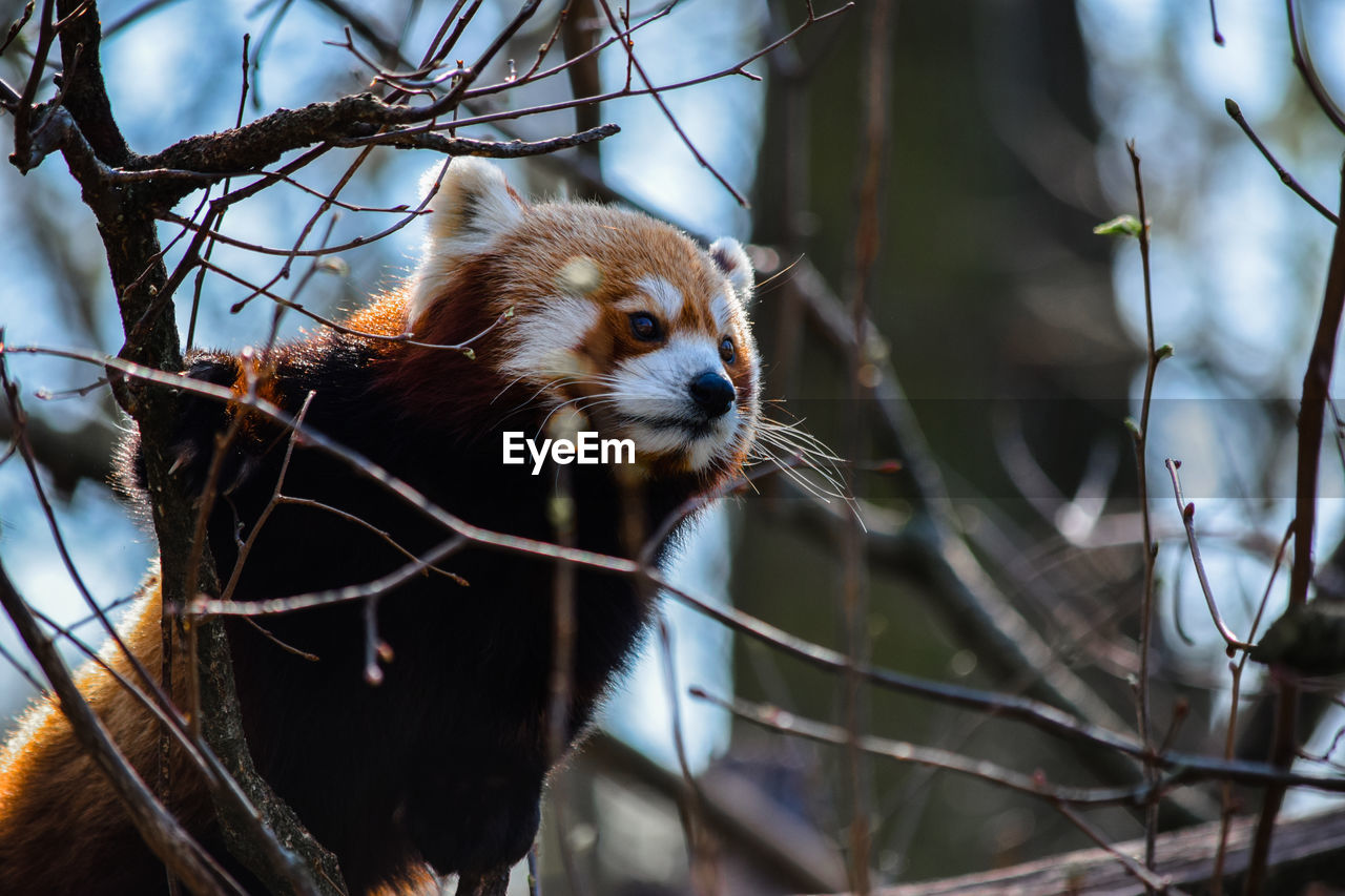 Little red panda in a tree