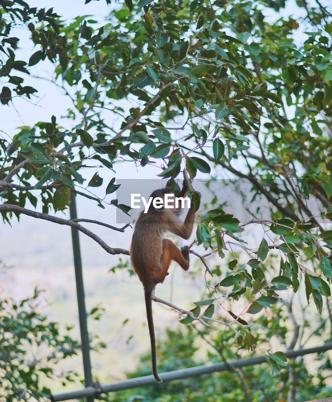 LOW ANGLE VIEW OF MONKEY ON TREE AGAINST TREES