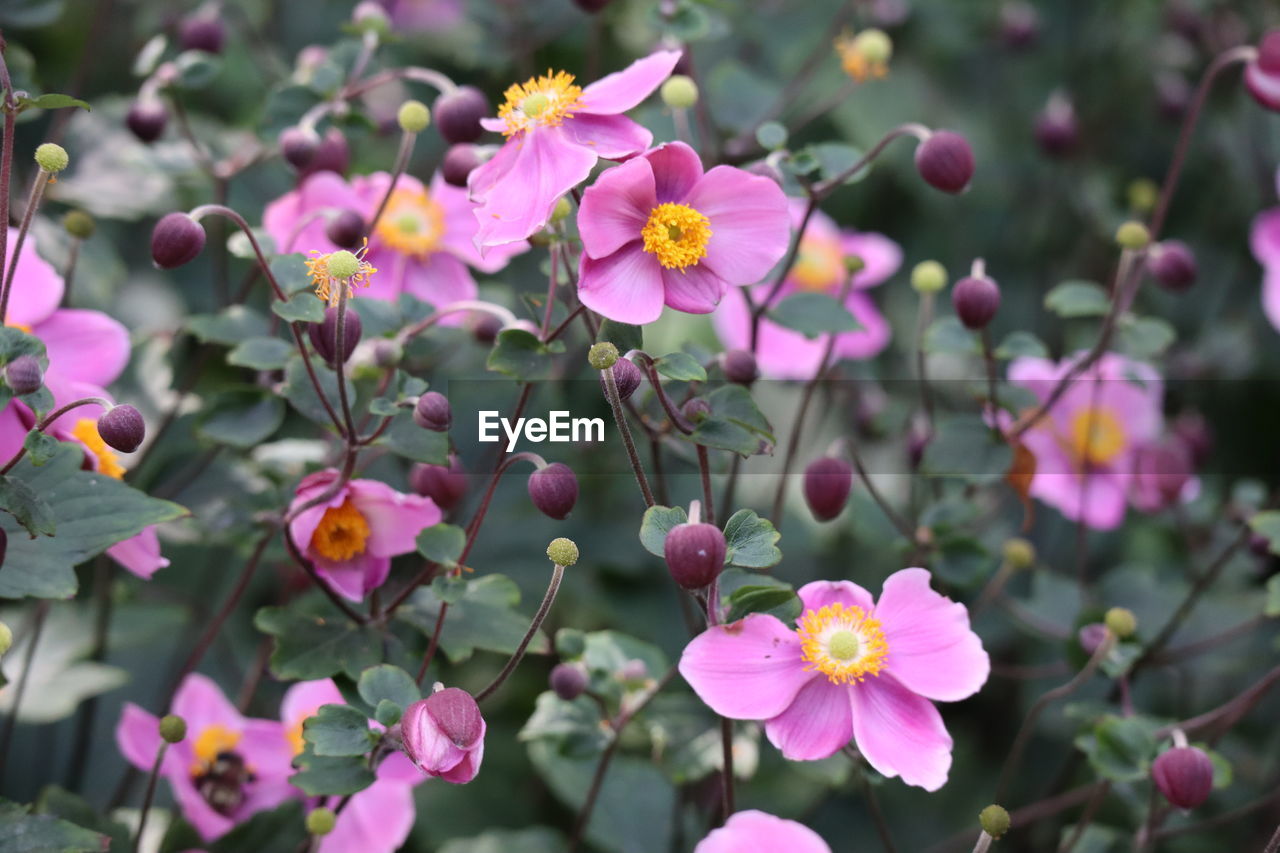 CLOSE-UP OF PINK FLOWER