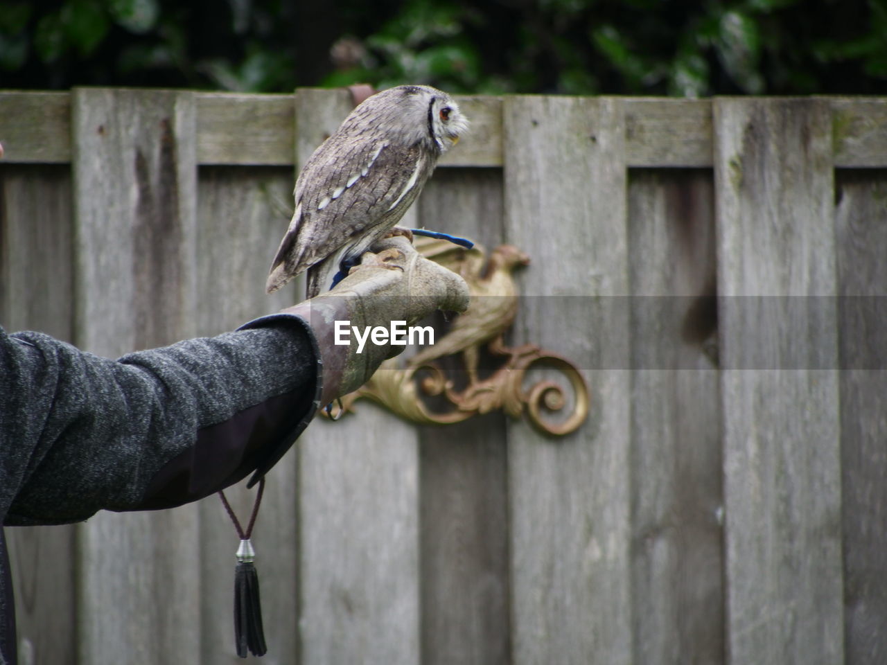 close-up of bird perching on wooden fence