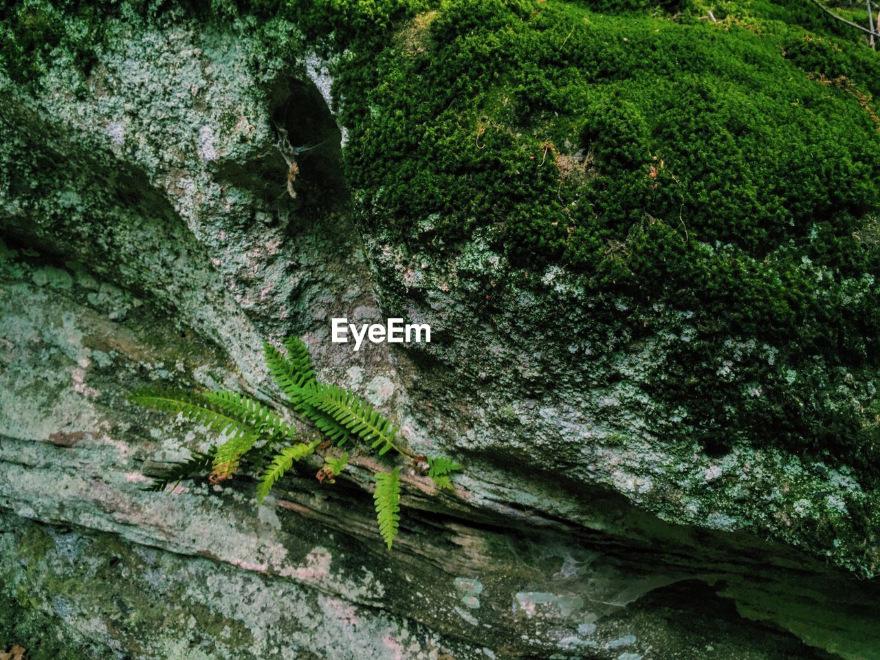 Directly above shot of fern on moss covered rock