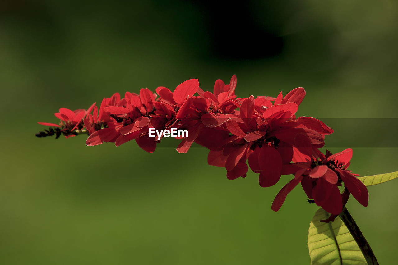 Close-up of red flowering plant