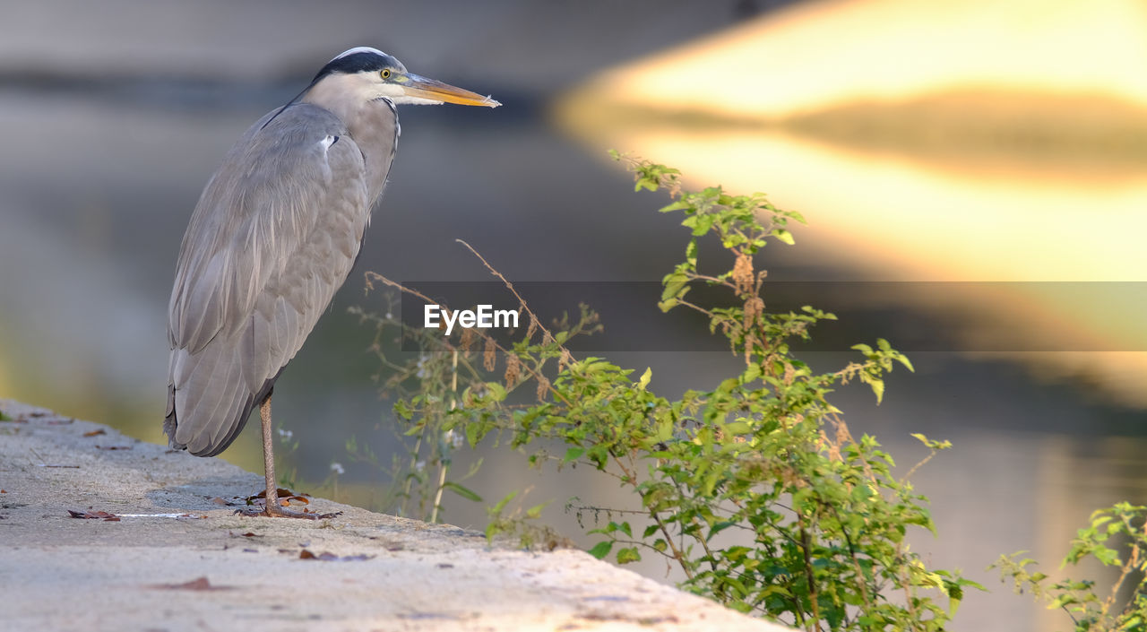 High angle view of gray heron