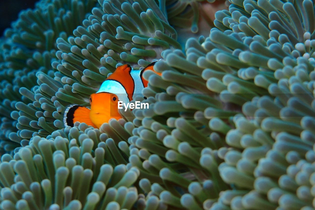 Close-up of clown fish swimming on coral in sea