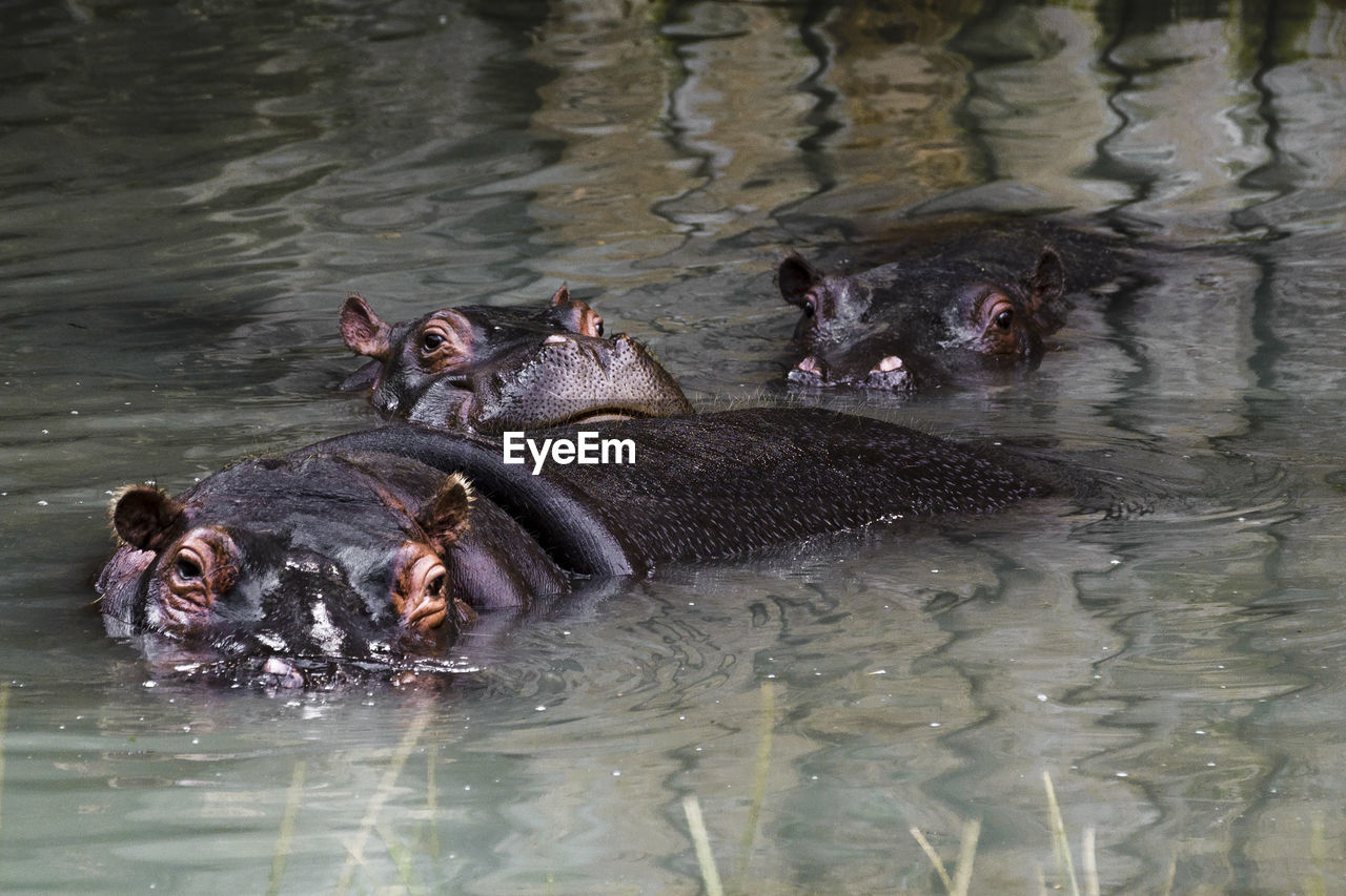 DUCKS IN A LAKE