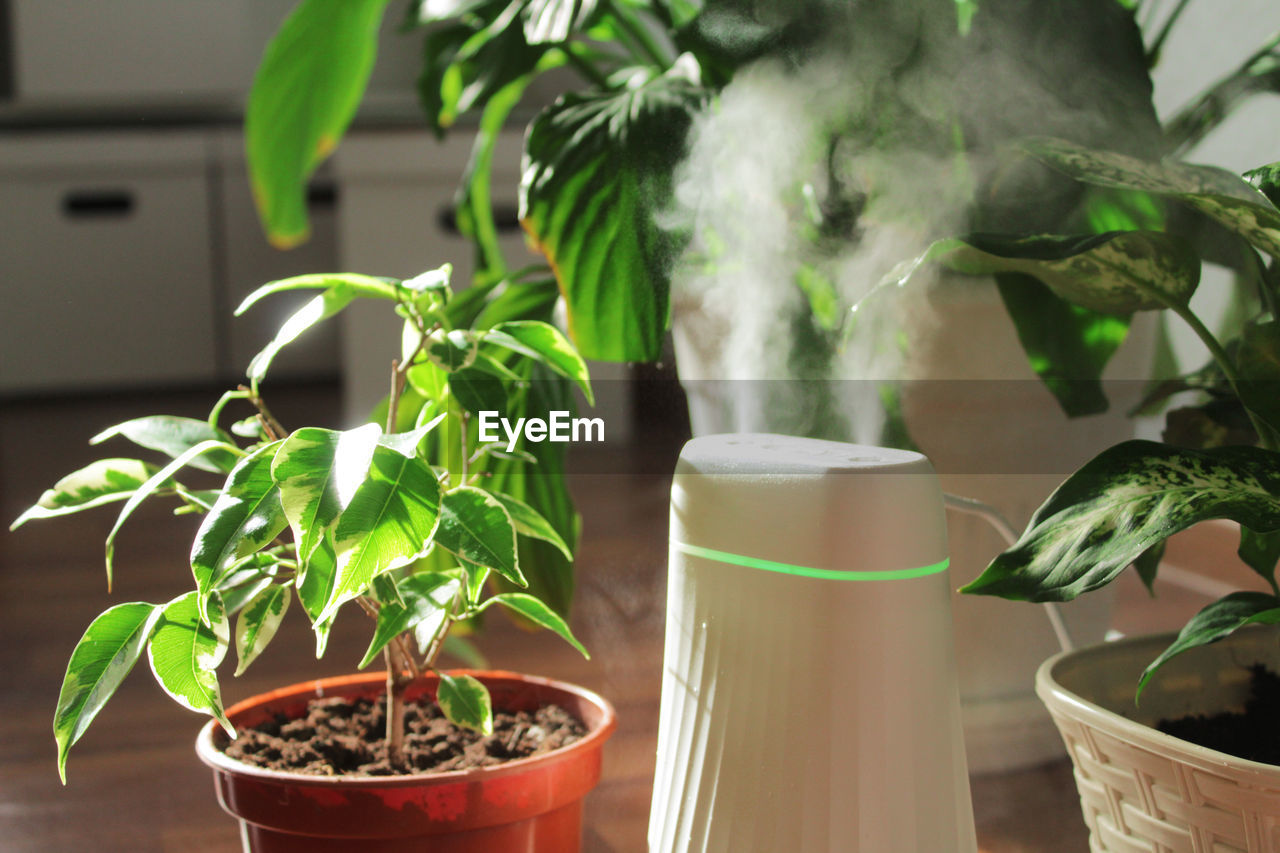 Humidifier and houseplants during the heating season, plant care, cleaning and freshening the air 