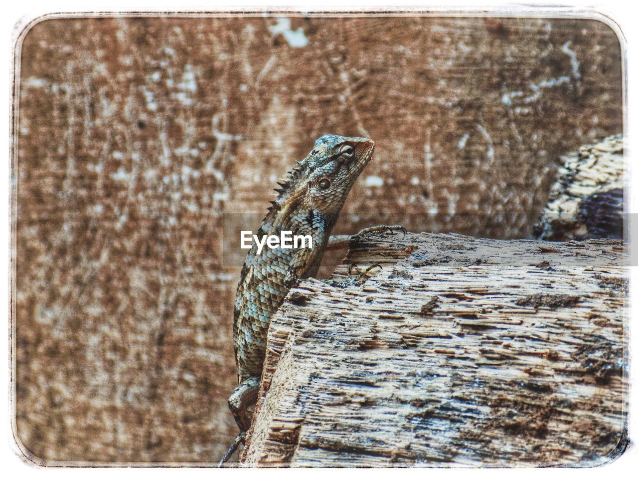 CLOSE-UP OF SNAKE ON LOG