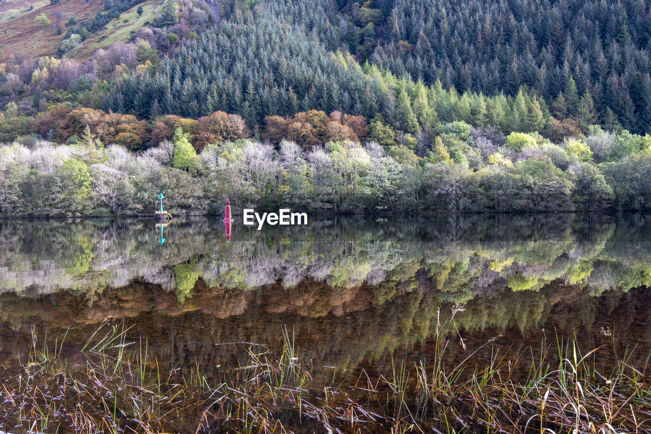 Scenic view of lake in forest