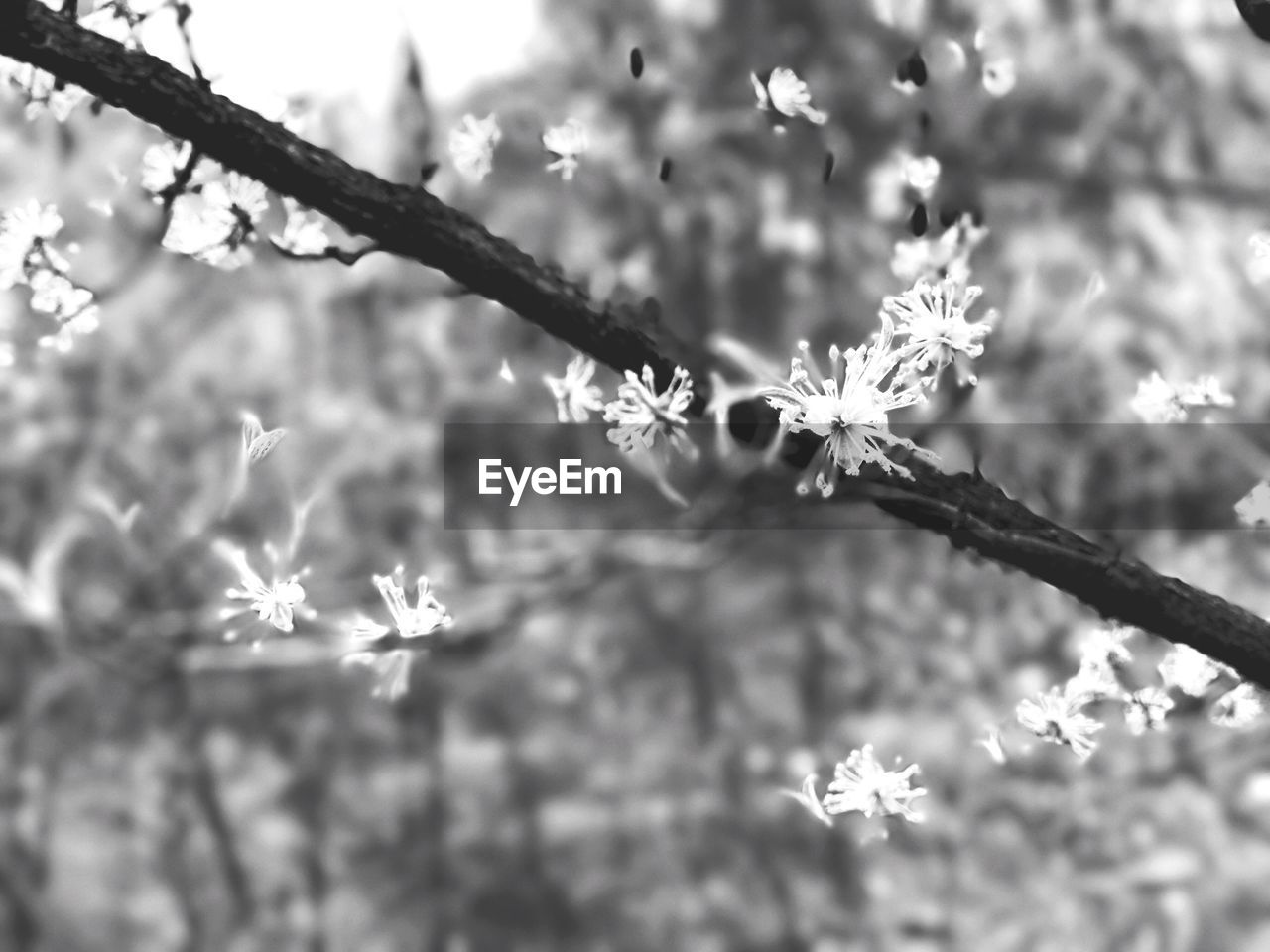 Close-up of flowers against blurred background