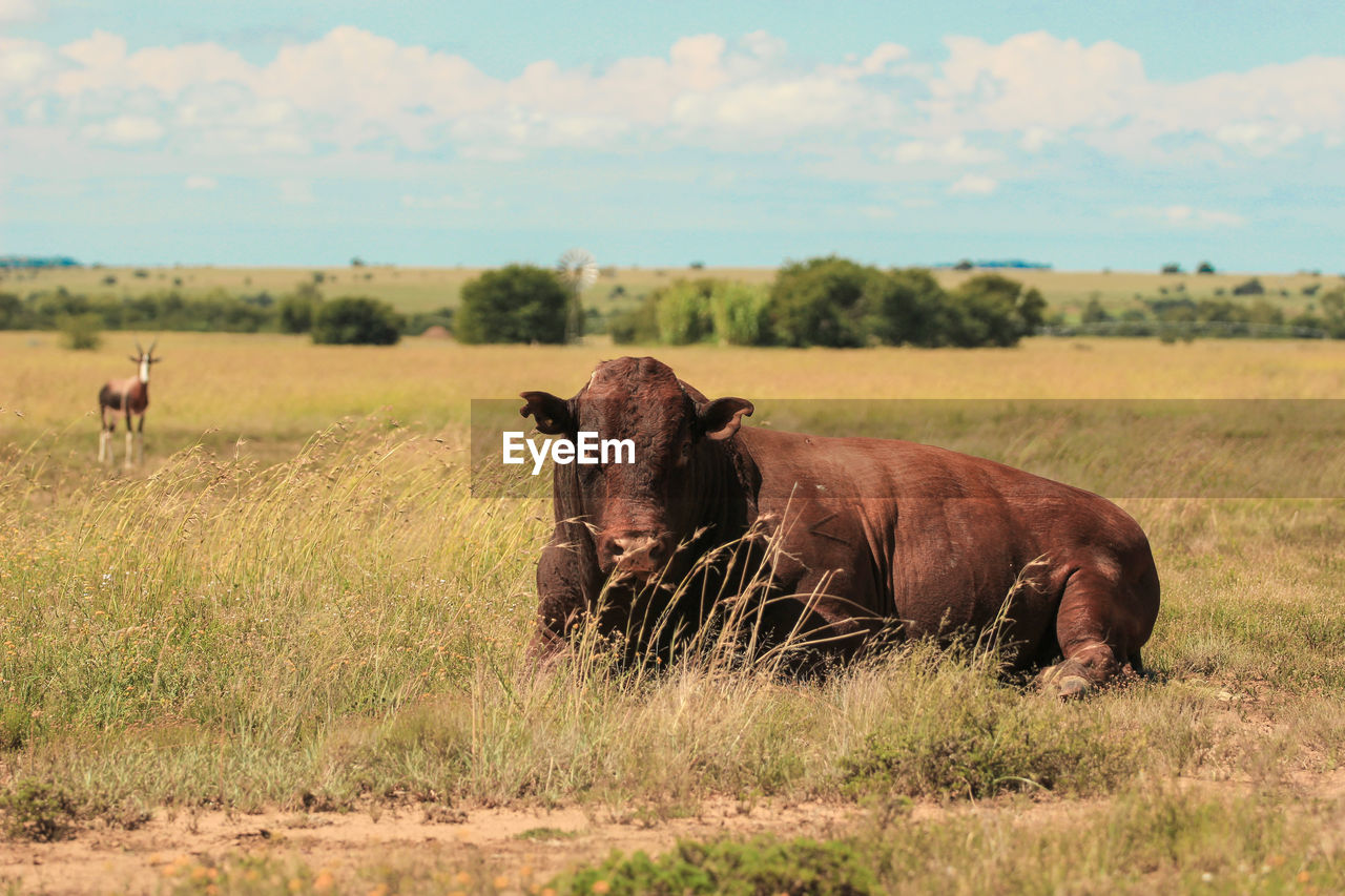 Brown cow in a pasture 