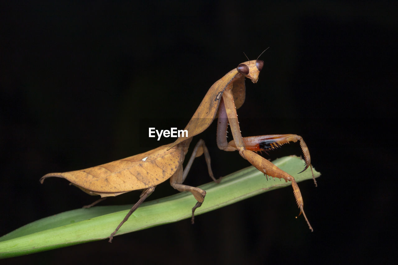 CLOSE-UP OF INSECT ON LEAF