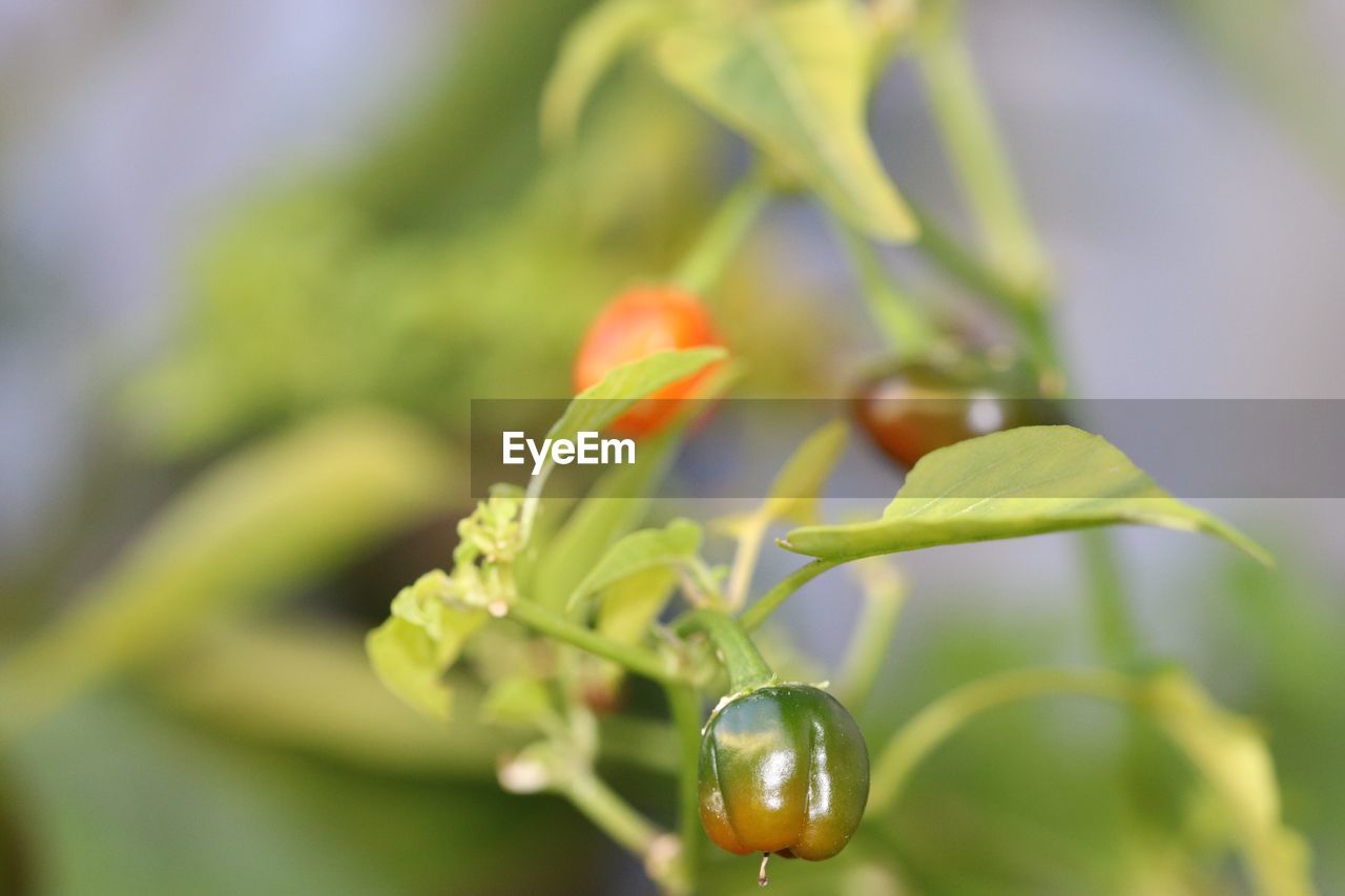 Close-up of fresh green plant