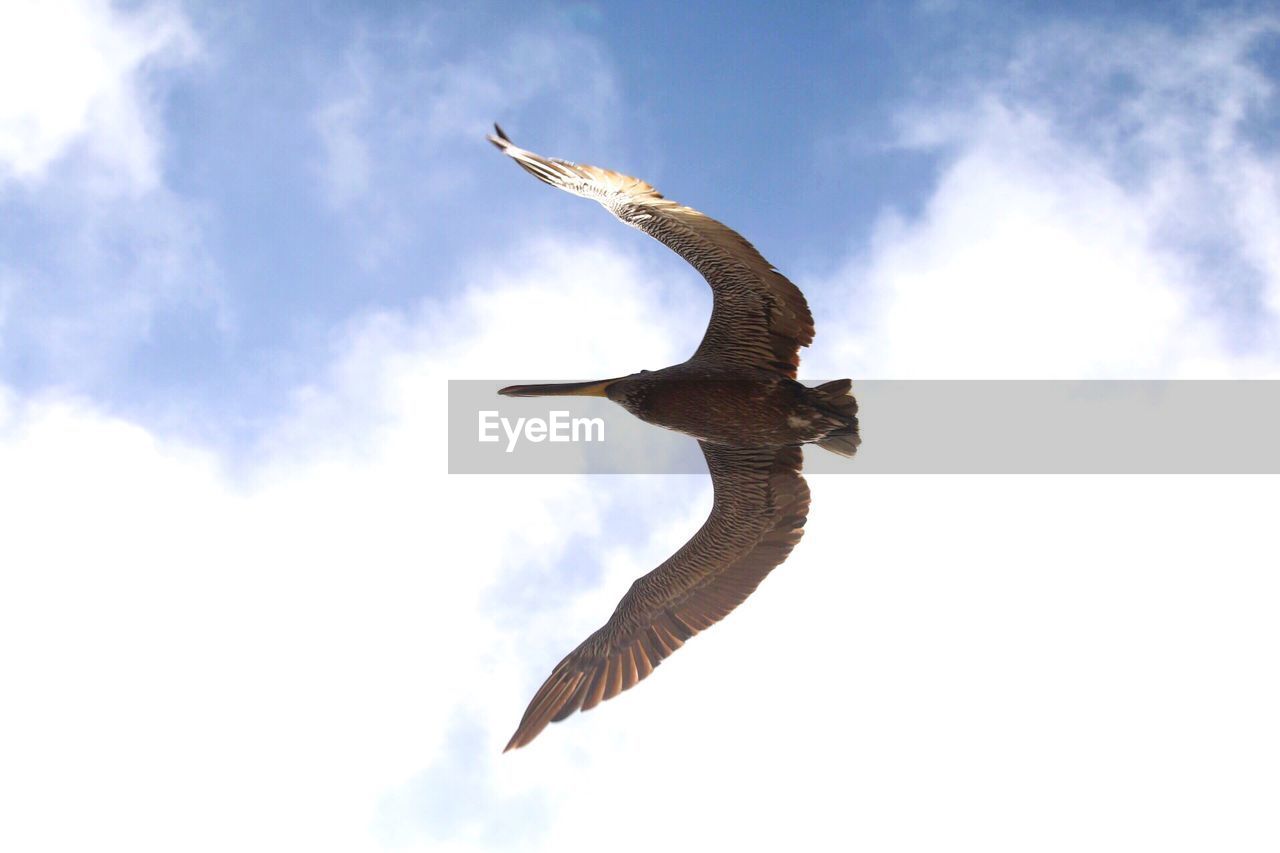 Low angle view of bird flying against sky