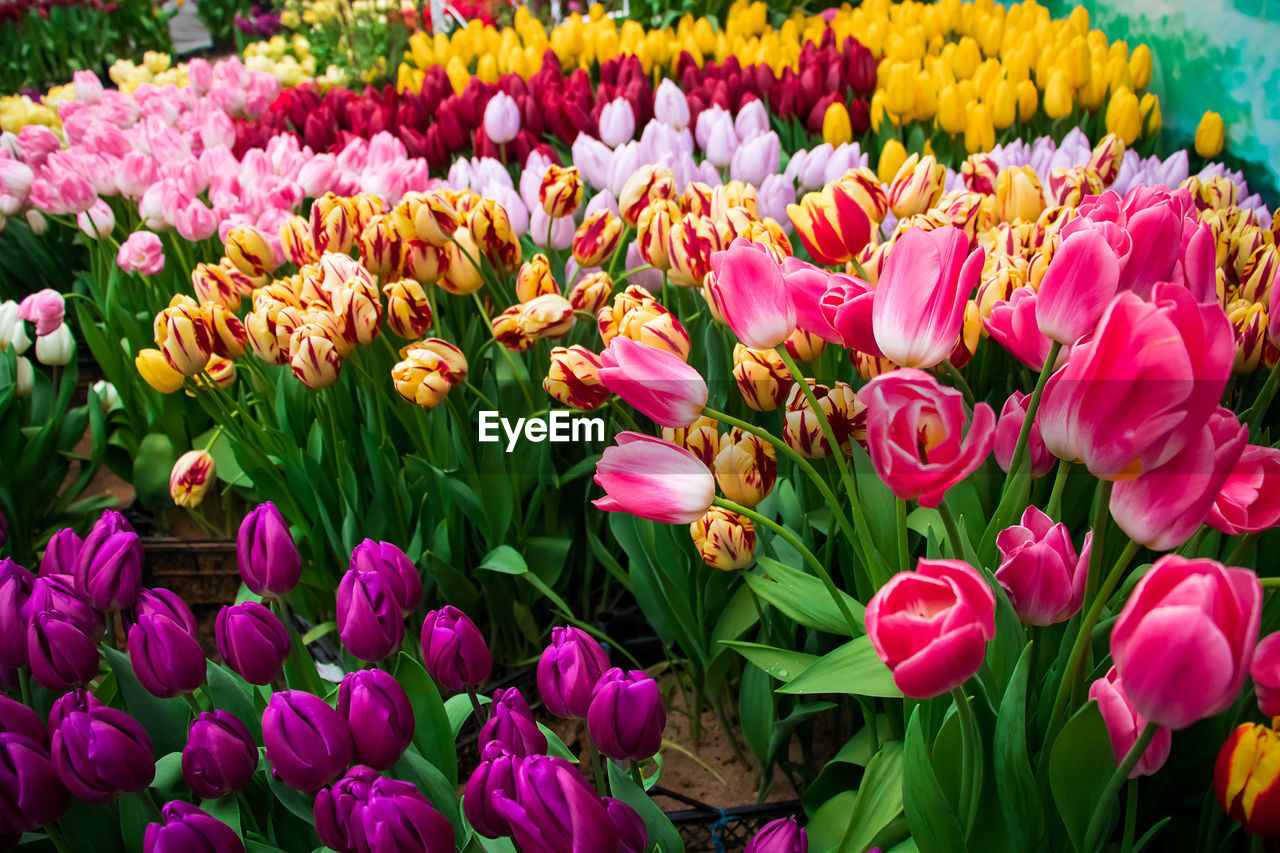 flower, flowering plant, plant, beauty in nature, freshness, tulip, fragility, multi colored, petal, nature, pink, flower head, inflorescence, close-up, growth, flowerbed, springtime, no people, abundance, botany, vibrant color, day, outdoors, plant part, leaf, land, purple, blossom, yellow, backgrounds, green, full frame, field, garden, sunlight