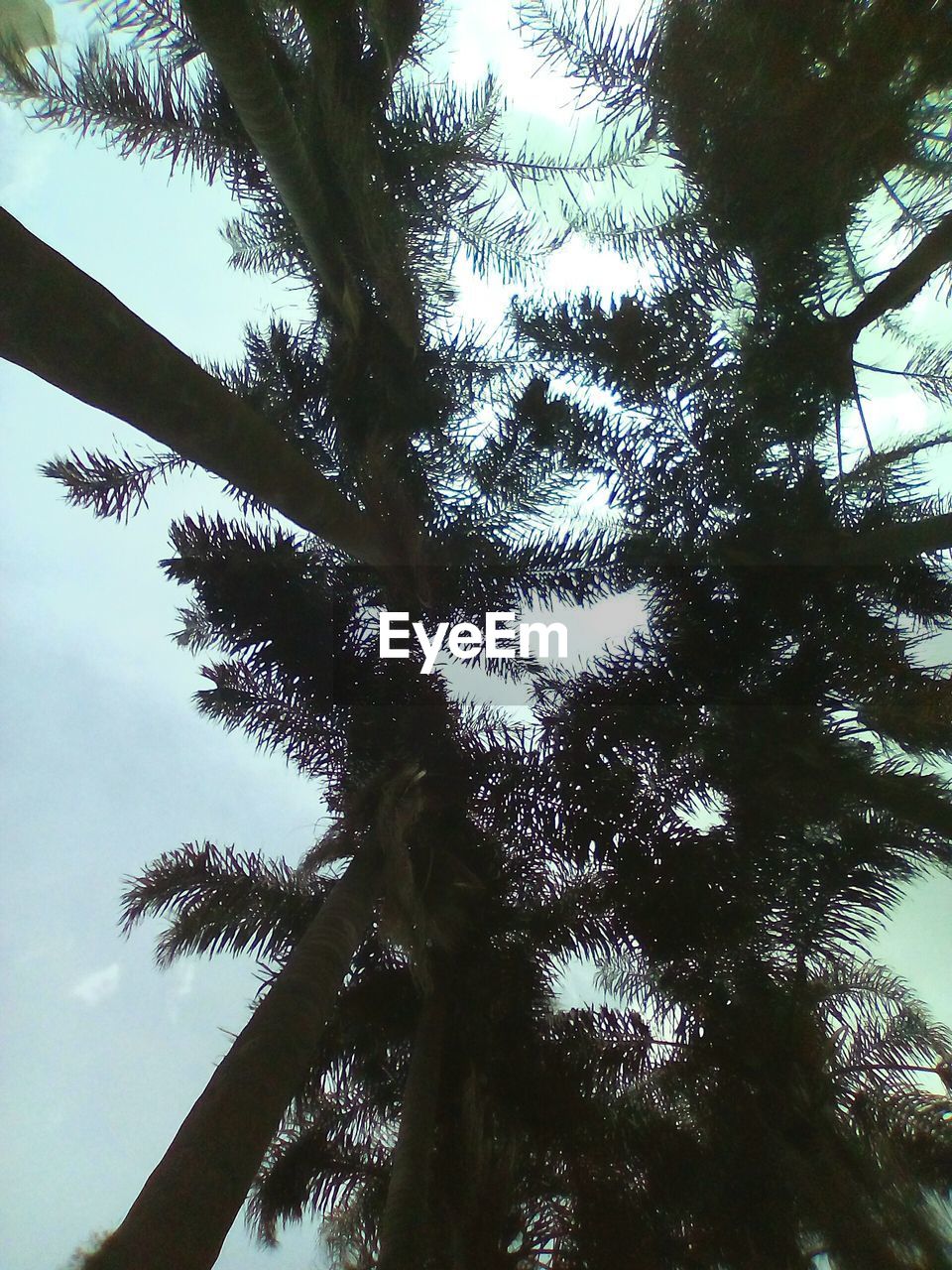 LOW ANGLE VIEW OF TREES AGAINST SKY