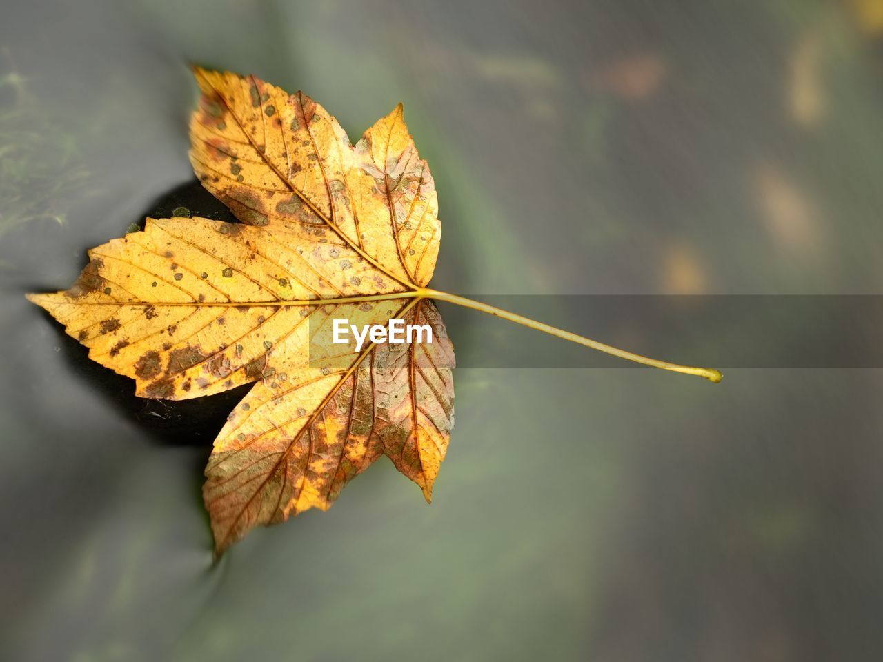 Beauty scenery. broken stone. maple leaf in water. fall scenery. beauty autumn water. stone rapids