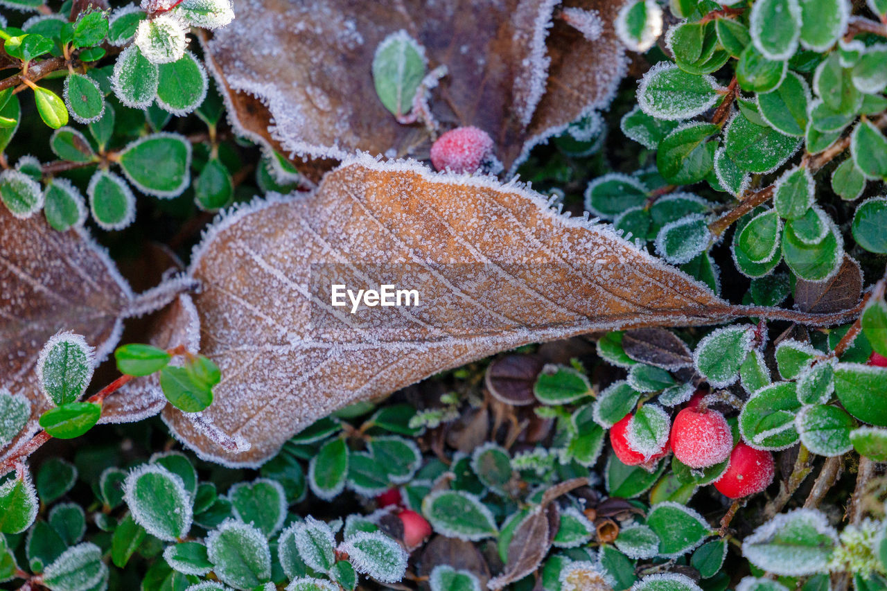 High angle view of dry leaves on field during winter