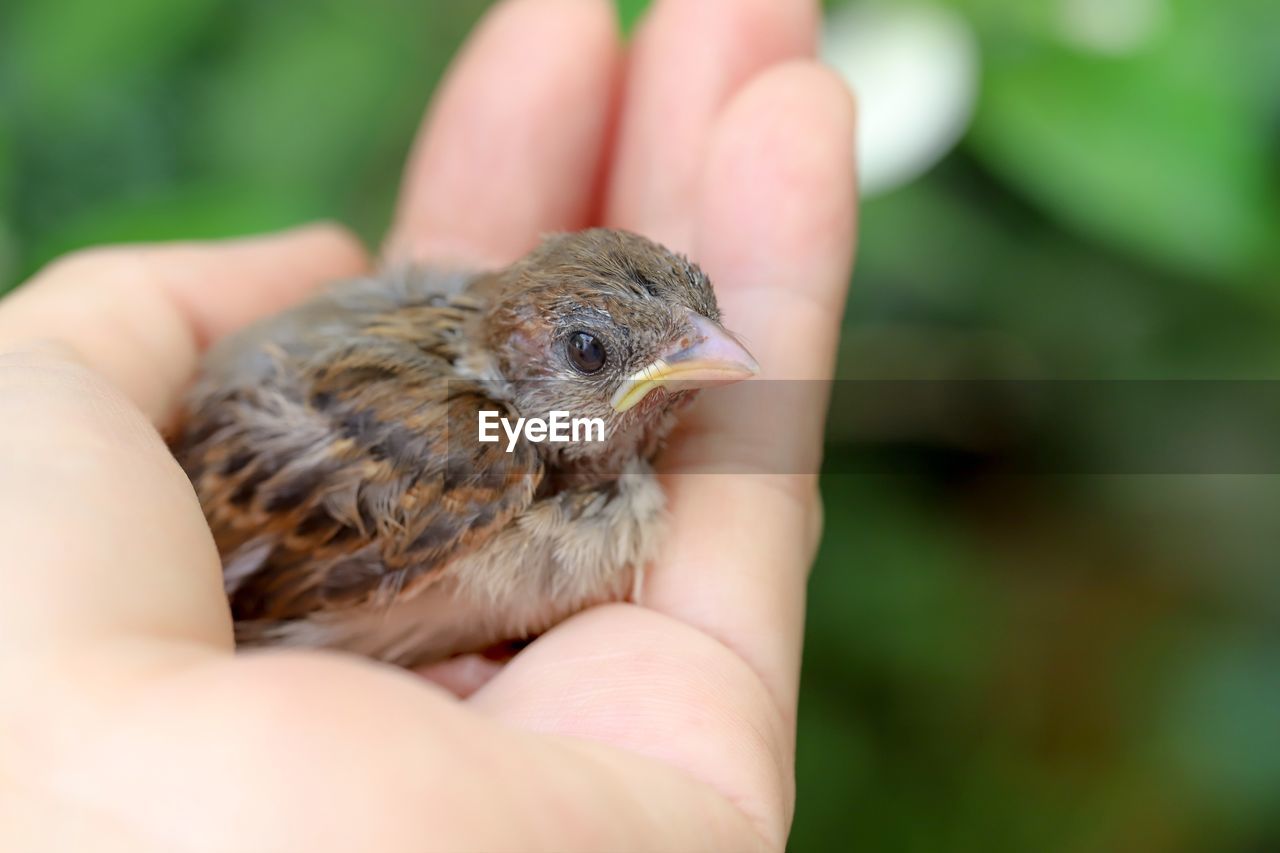 Close-up of hand holding small bird