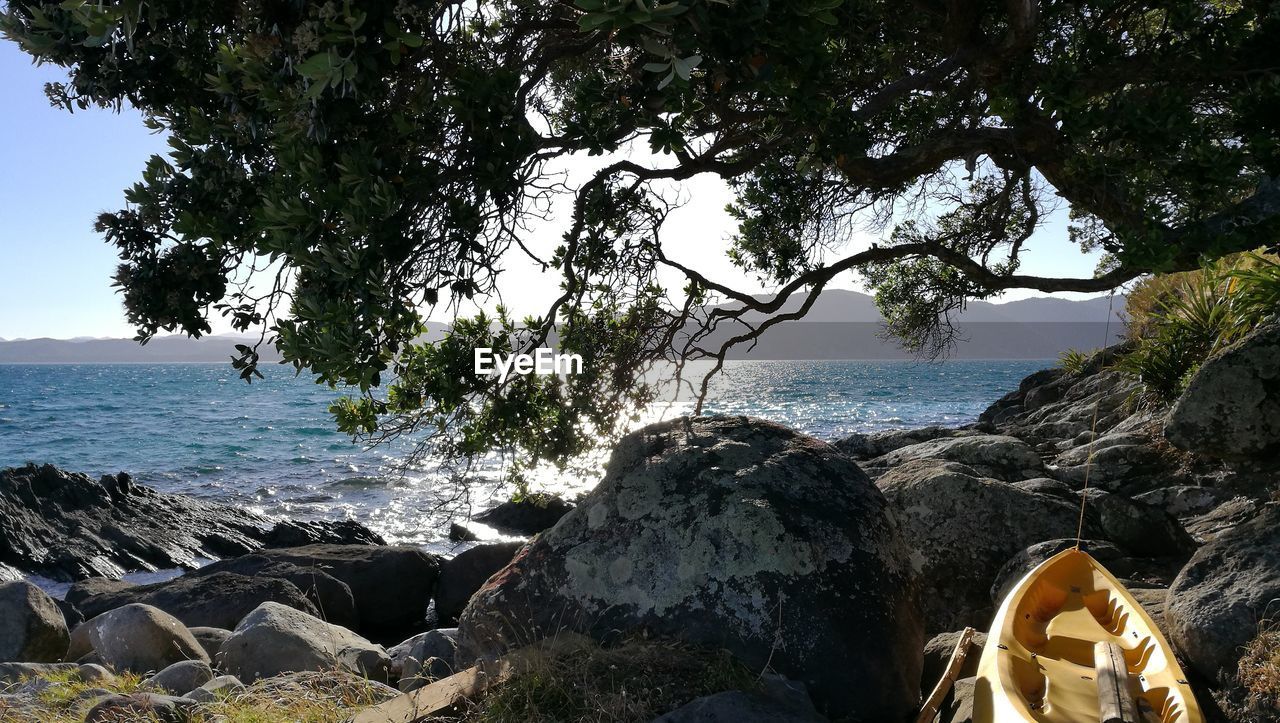 TREES BY SEA AGAINST SKY