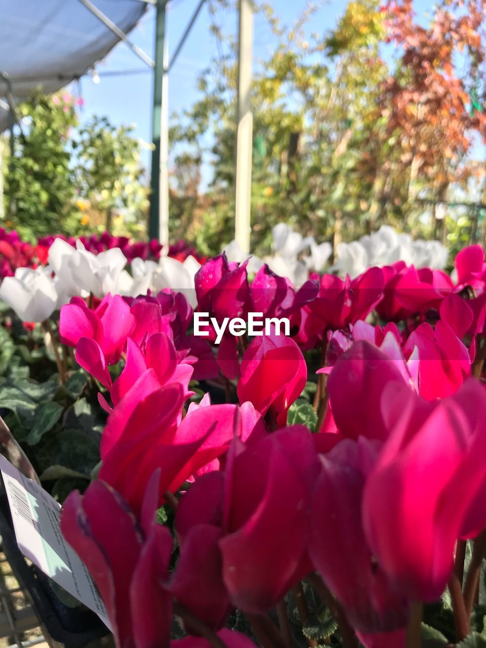 CLOSE-UP OF FLOWERS BLOOMING ON PLANT