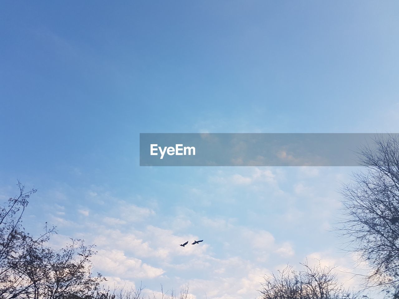 LOW ANGLE VIEW OF BIRDS FLYING IN SKY