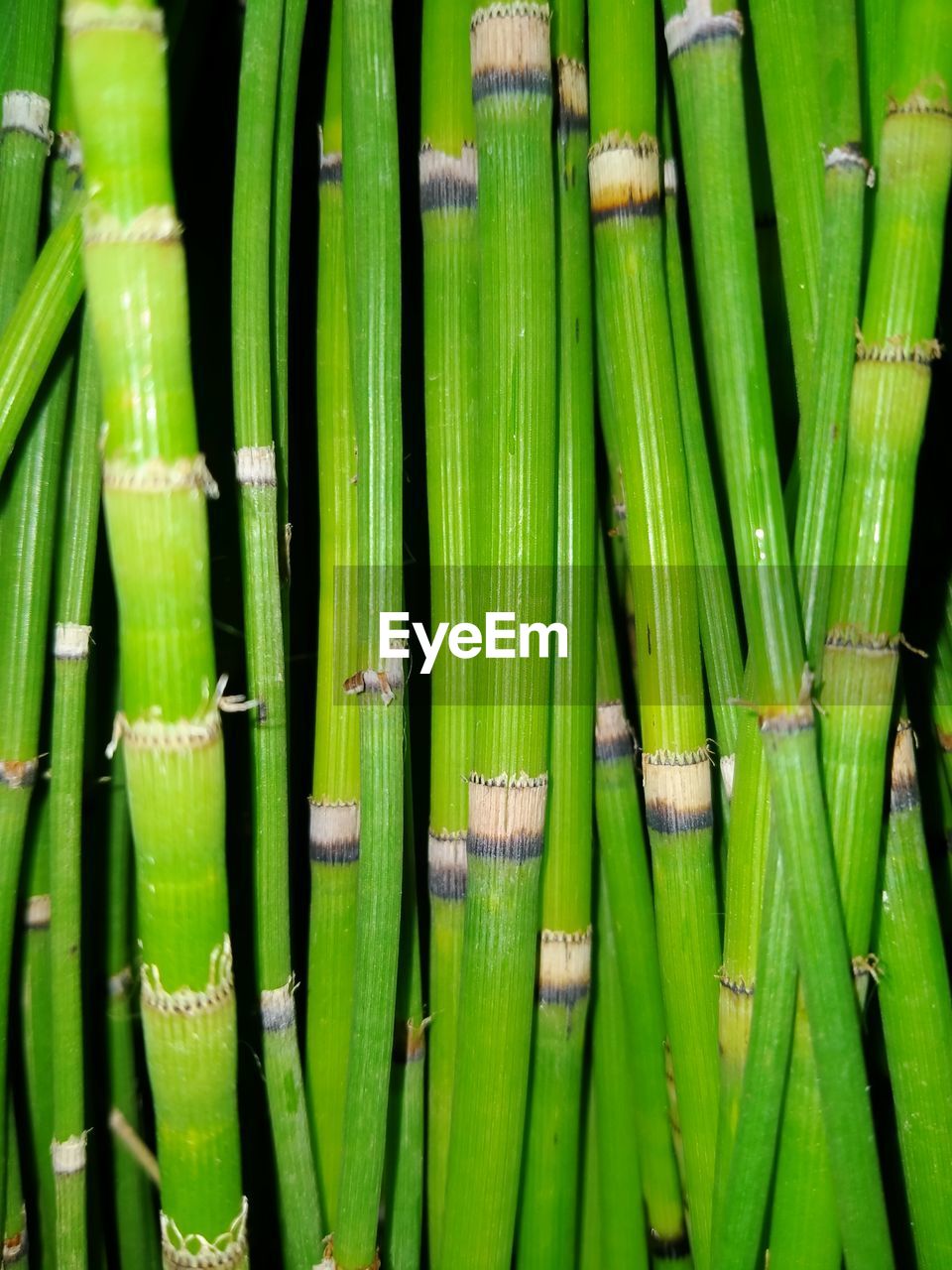 FULL FRAME SHOT OF GREEN VEGETABLES