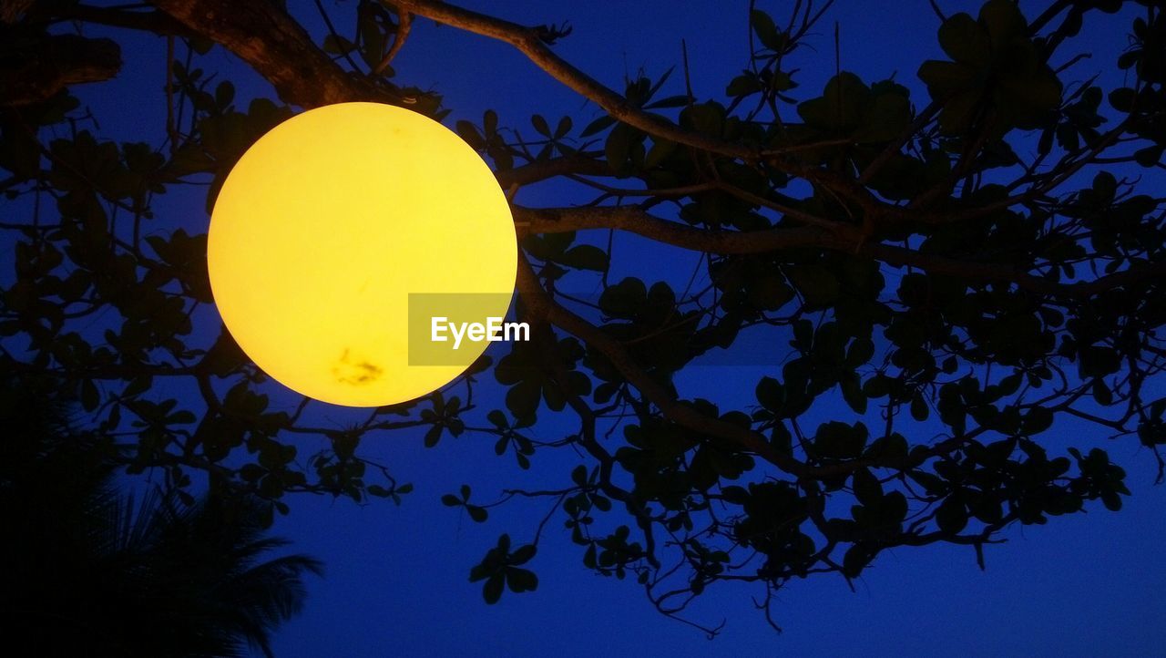 Low angle view of illuminated lantern hanging from tree