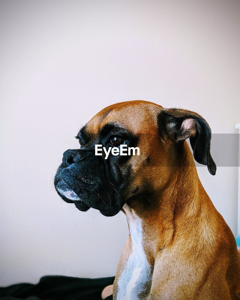 CLOSE-UP OF A DOG LOOKING AWAY OUTDOORS