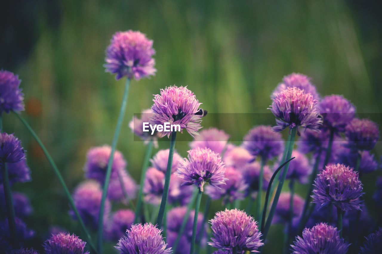 Close-up of pink flowers