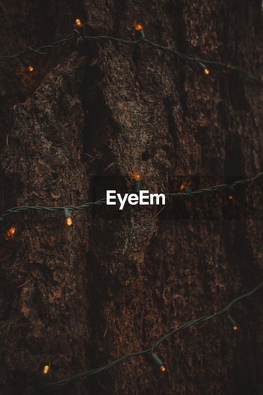 Close-up of string lights on a tree