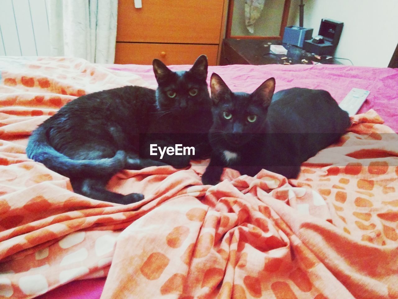 Portrait of black cats relaxing on bed at home