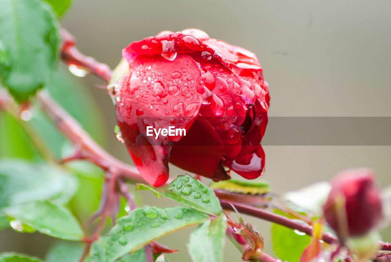 Close-up of red rose flower