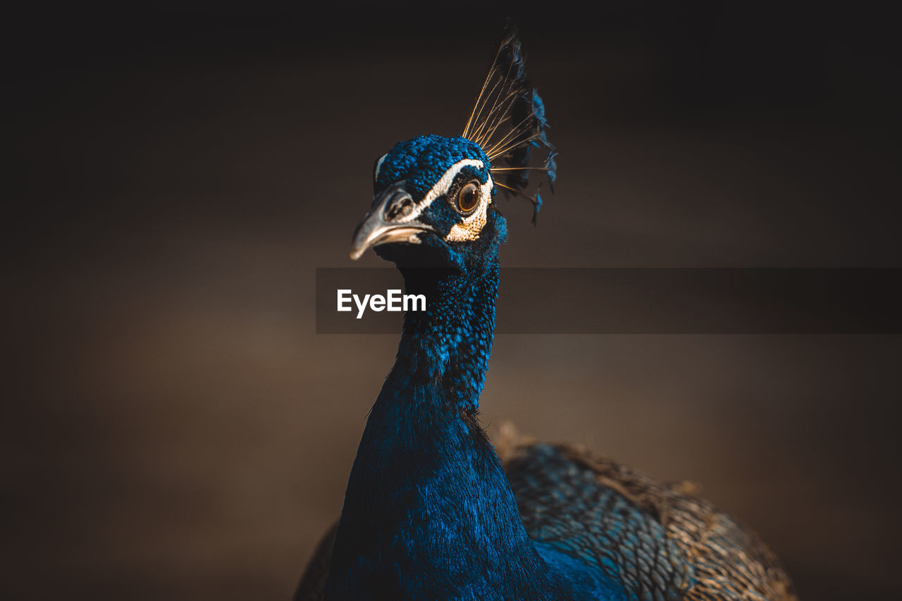 Close-up portrait of peacock