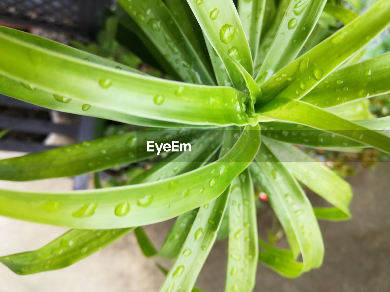 High angle view of succulent plant