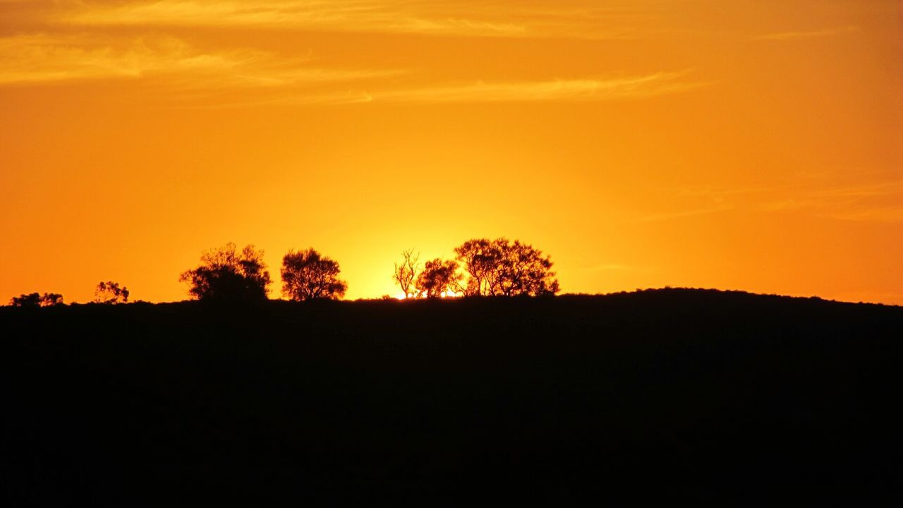 Silhouette of trees at sunset