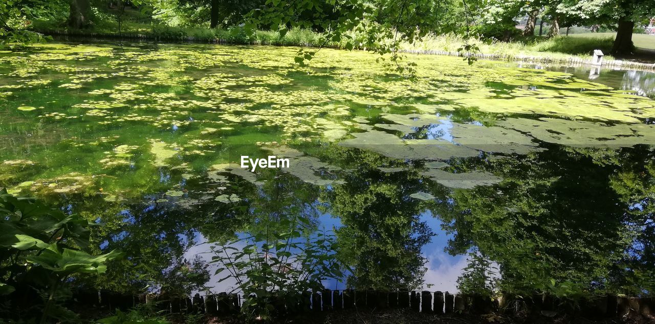 SCENIC VIEW OF LAKE AND TREES