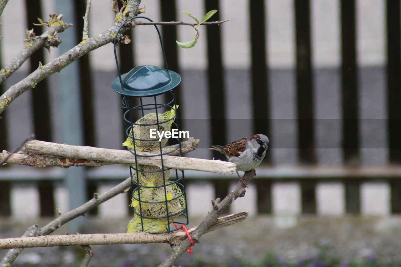 CLOSE-UP OF BIRD PERCHING ON BRANCH IN PARK