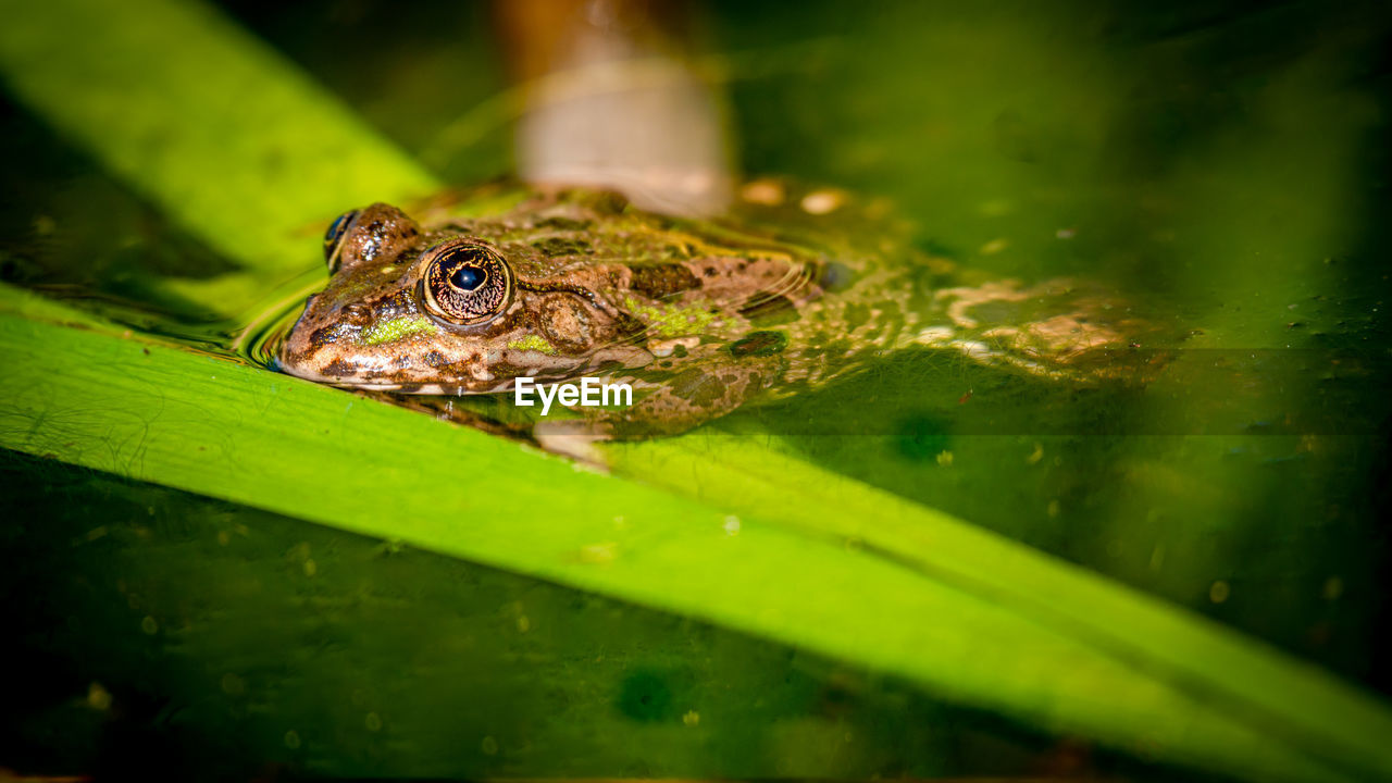 One pool frog is sitting on leaf. pelophylax lessonae. european frog. 