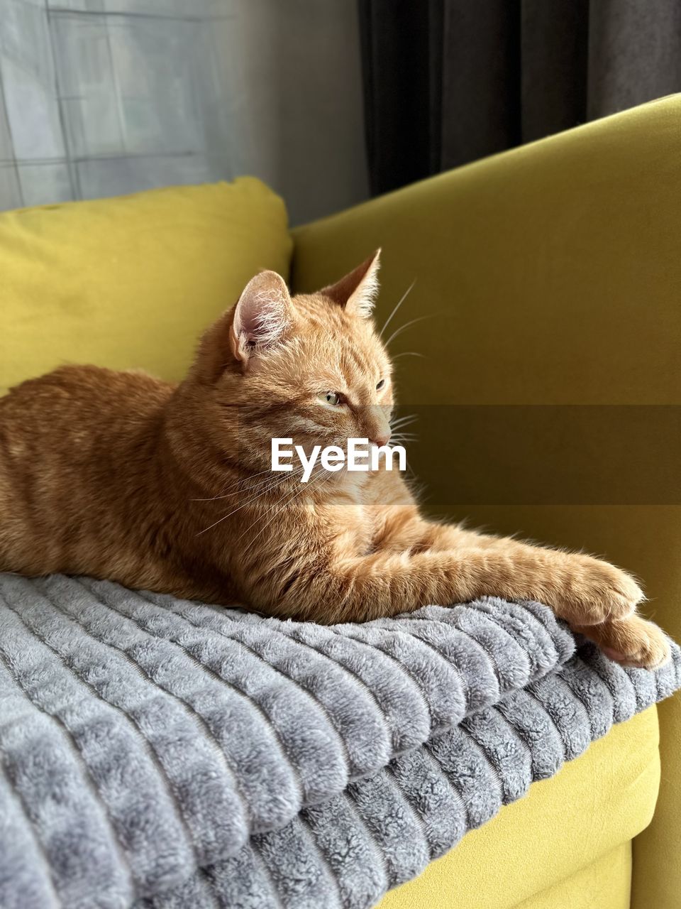 close-up of cat relaxing on sofa at home