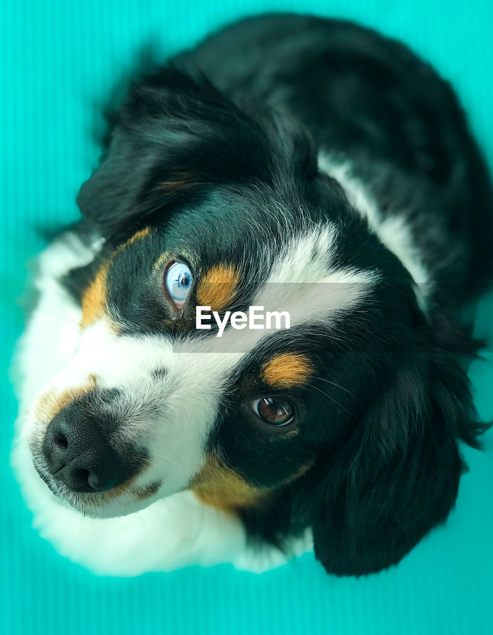 Close-up portrait of dog