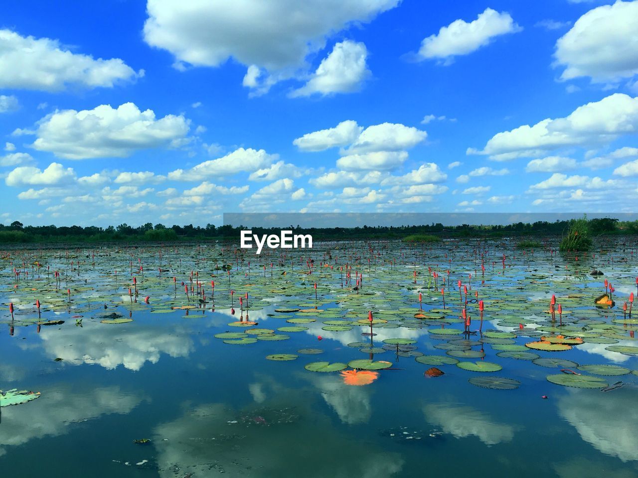 Water lilies in lake against blue sky