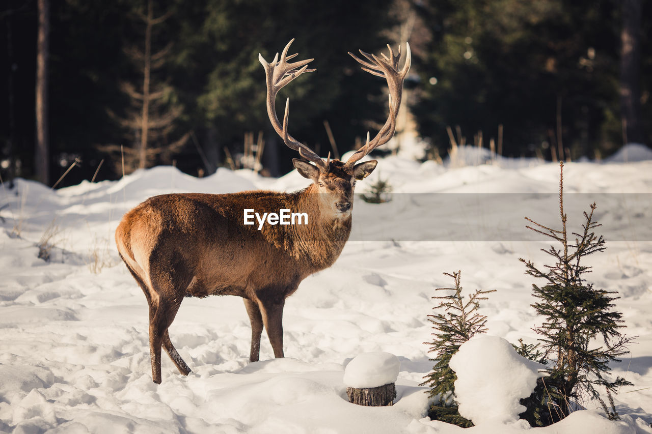 DEER ON SNOW COVERED LAND