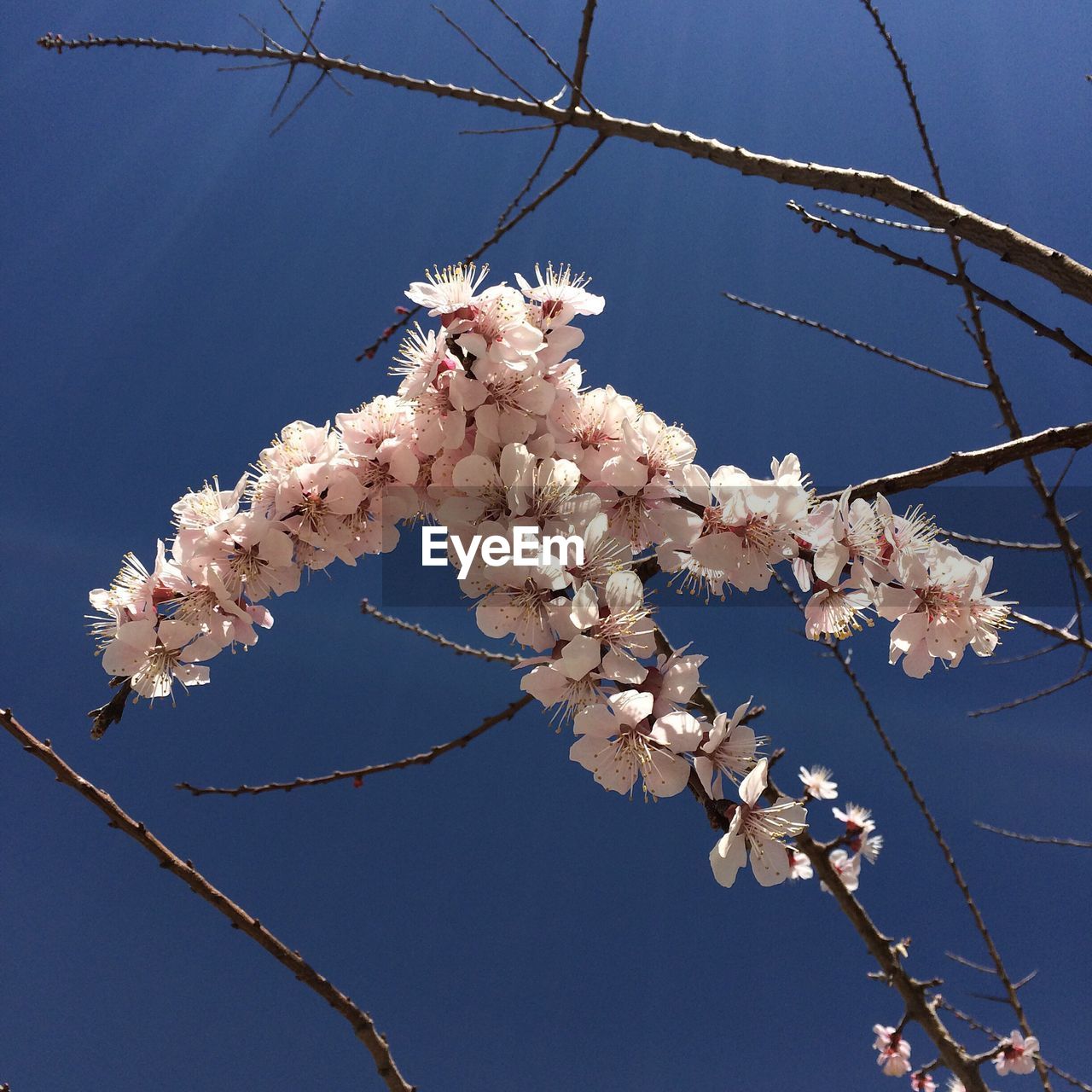 LOW ANGLE VIEW OF WHITE FLOWERS BLOOMING ON TREE