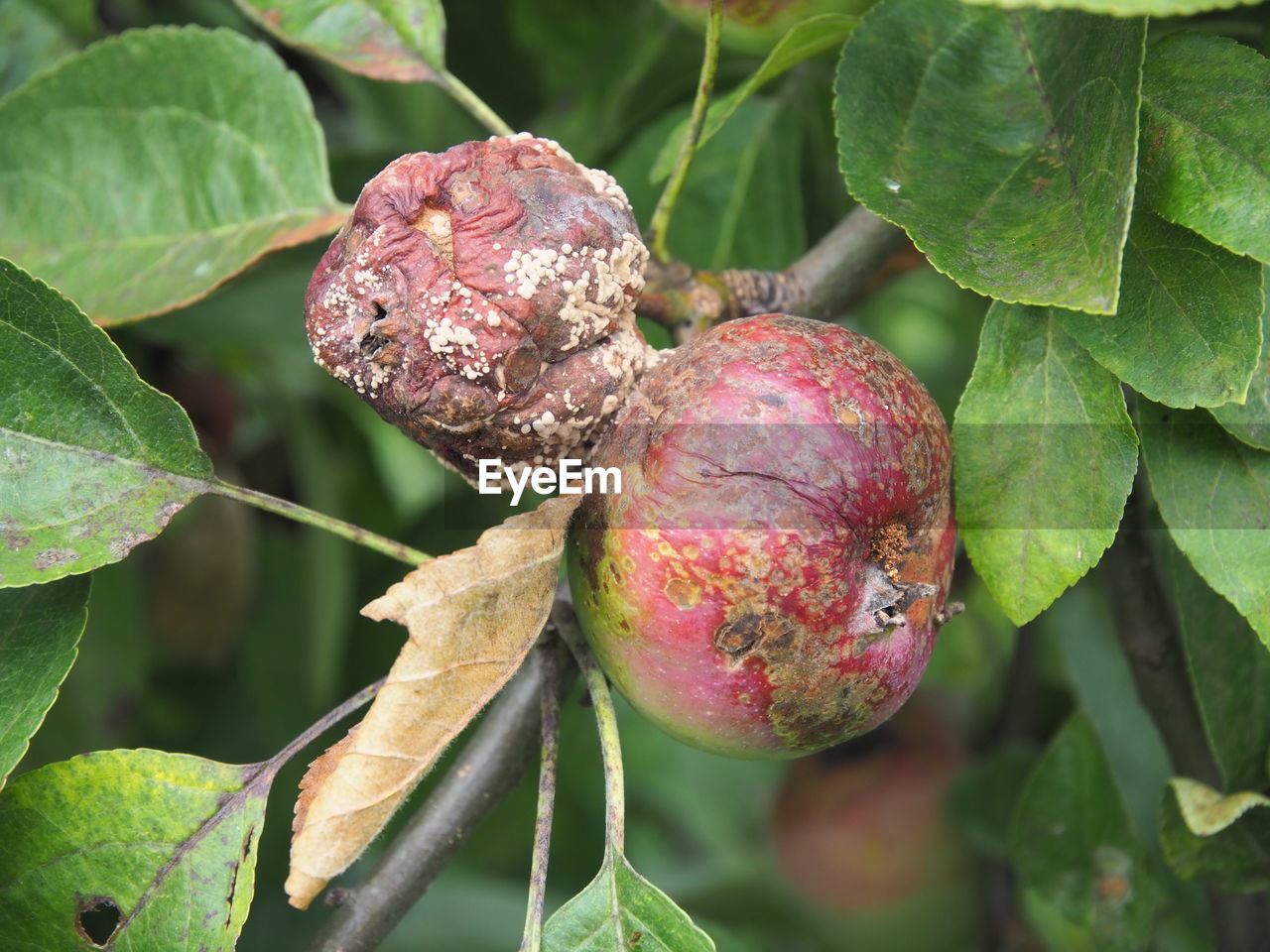 CLOSE-UP OF FRESH FRUITS ON TREE