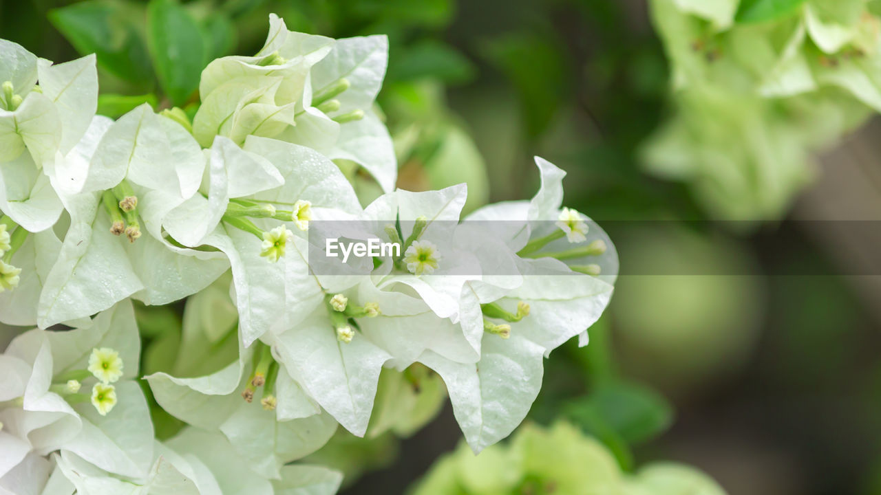 CLOSE-UP OF WHITE FLOWERING PLANTS LEAVES